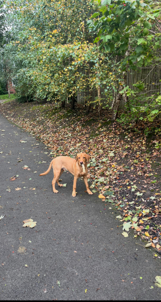 Puppy survival thread! All welcome!