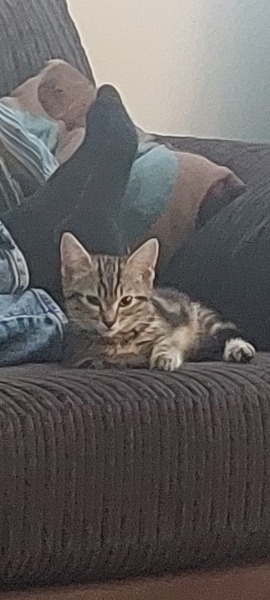 First time kitten adoption tips