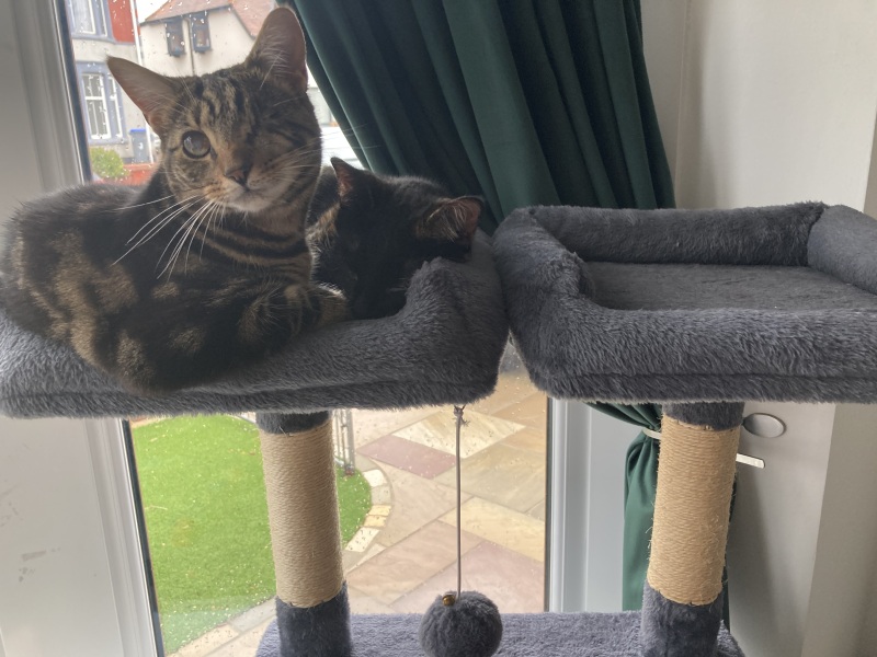 Cat tree - yes or no?