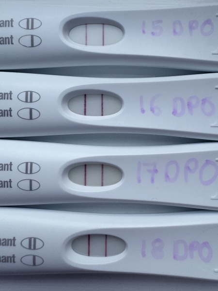 Lines Progression Stalling After 16DPO