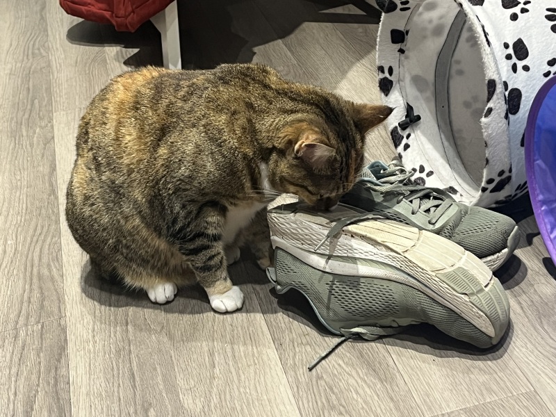 Scottish Tourism - the Excellent Cats debate Gizmo's suitability as a top influencer