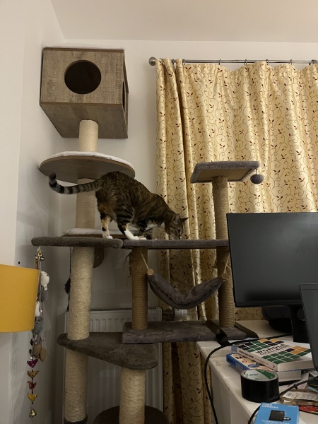 Scottish Tourism - the Excellent Cats debate Gizmo's suitability as a top influencer