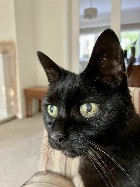 Scottish Tourism - the Excellent Cats debate Gizmo's suitability as a top influencer