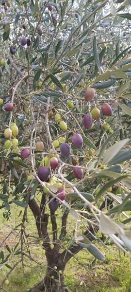 The Nigel Slater Christmas Chronicles Readalong 2025