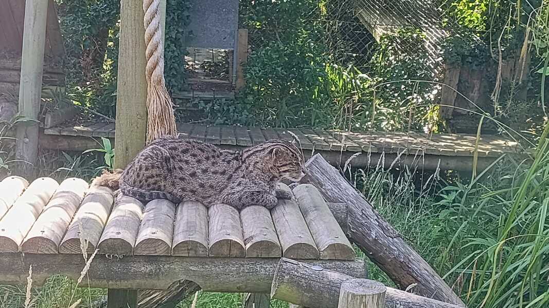 Thread 35 Starmer: Old and smelling of roses