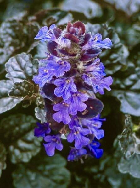 What is flowering in your garden which shouldn’t be?