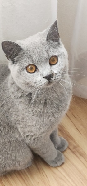 Odd scab next to my kittens nose