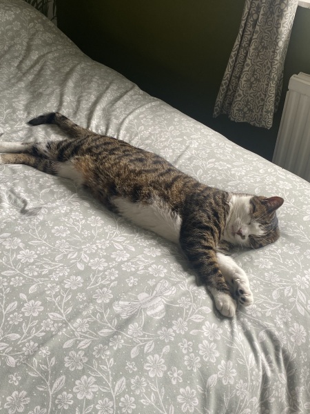 Can I show you my new cat and ask some advice?