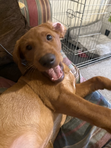 Puppy survival thread! All welcome!