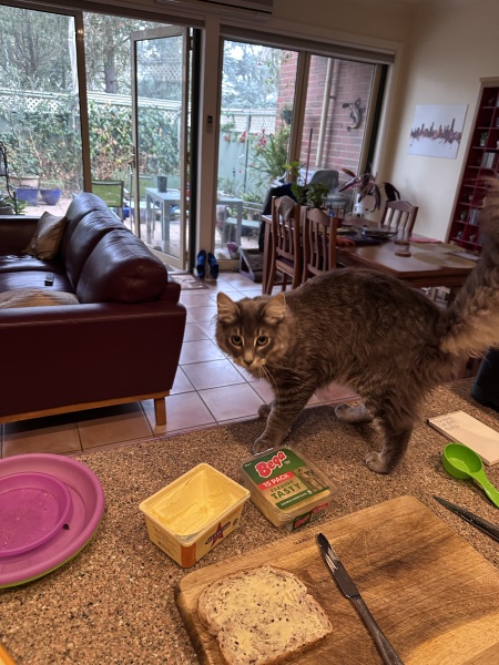 Scottish Tourism - the Excellent Cats debate Gizmo's suitability as a top influencer