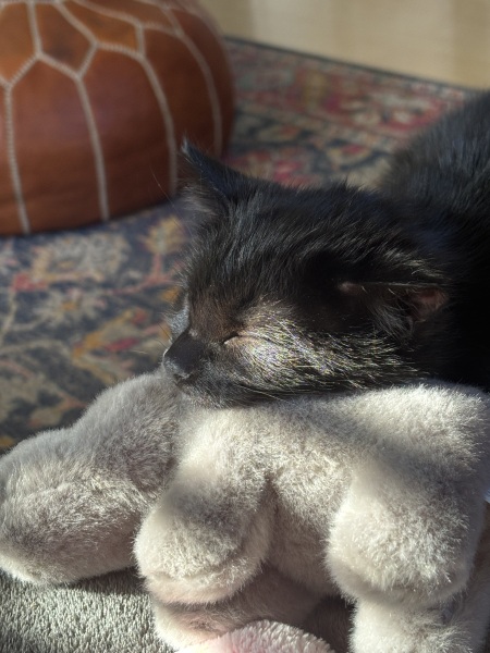 Toys for a kitty who doesn't know how to play....