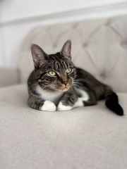 How many times a day do you feed your cat?