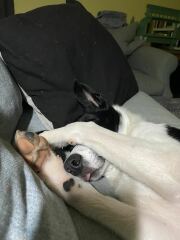 Puppy survival thread! All welcome!