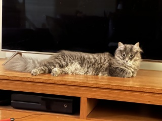 Scottish Tourism - the Excellent Cats debate Gizmo's suitability as a top influencer
