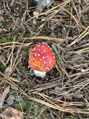 Year round Nigel Slater discussion thread Part 2