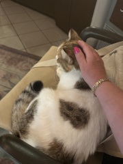 Scottish Tourism - the Excellent Cats debate Gizmo's suitability as a top influencer