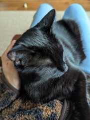 Help me name my cat, please!