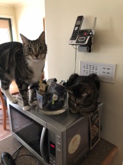Scottish Tourism - the Excellent Cats debate Gizmo's suitability as a top influencer