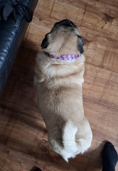 Scales so different?! Dog weight loss