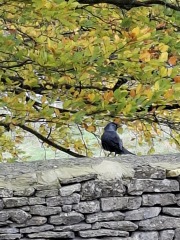 The Nigel Slater Christmas Chronicles Readalong 2025