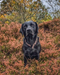 Beyond Adolescence - a thread to chat about grown up dogs, cake and anything else, excluding coffee.