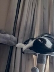 Cat tree - yes or no?