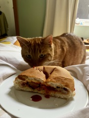 Can I show you my new cat and ask some advice?