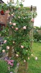 Your favourite climbing or rambling rose