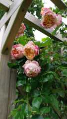 Your favourite climbing or rambling rose