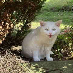 I am thinking of getting a kitten / cat…