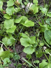 Help me identify these wildflowers/weeds
