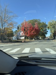 The Bluestocking, where the short days shorten and the oaks are brown