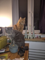 My cat meows every minute that she is awake. It’s driving me insane