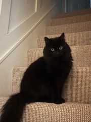 How many times a day do you feed your cat?