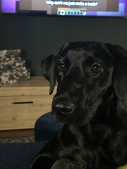 Puppy survival thread! All welcome!