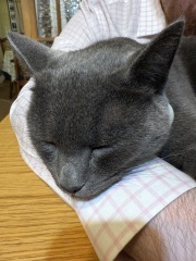 Scottish Tourism - the Excellent Cats debate Gizmo's suitability as a top influencer