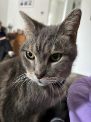 Pampered, Persian, Princess Penelope