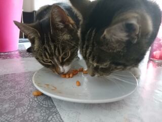Talk to me about adopting 2 cats instead of one