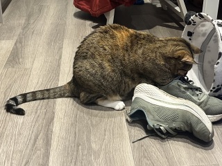Scottish Tourism - the Excellent Cats debate Gizmo's suitability as a top influencer
