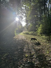 Beyond Adolescence - a thread to chat about grown up dogs, cake and anything else, excluding coffee.