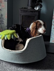 Beyond Adolescence - a thread to chat about grown up dogs, cake and anything else, excluding coffee.