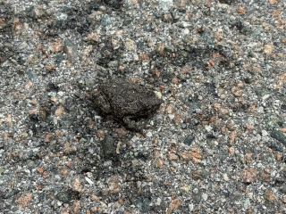 Come and tell us your dull and unexciting news 34: Calmly through the day