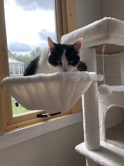 Scottish Tourism - the Excellent Cats debate Gizmo's suitability as a top influencer