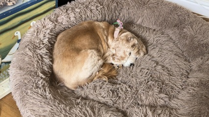 Beyond Adolescence - a thread to chat about grown up dogs, cake and anything else, excluding coffee.