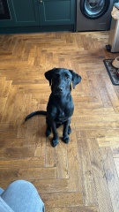 Puppy survival thread! All welcome!