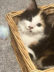 Kitten name help!