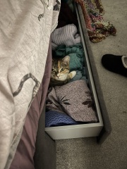 Scottish Tourism - the Excellent Cats debate Gizmo's suitability as a top influencer