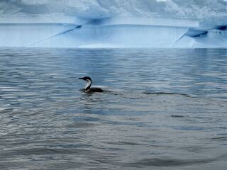 Antarctica