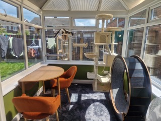 Indoor vs Outdoor cat