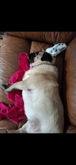 Scales so different?! Dog weight loss